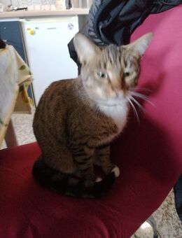 Liebes Katzenmädchen - Marpingen