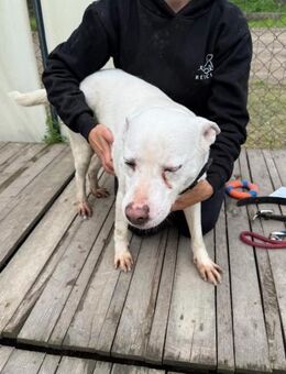 Angel LM - sucht Herzensmenschen - Neustadt (Rübenberge)