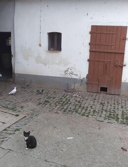Kater abzugeben - Naumburg (Saale)