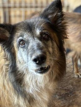 Marley - der Flauschige 🐾 - Elsdorf (Nordrhein-Westfalen)