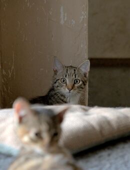 TSV Katzen suchen ein neues Zuhause - Templin