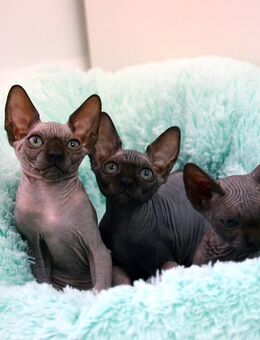 Canadian Sphynx Kitten, männlich und weiblich. - Dortmund