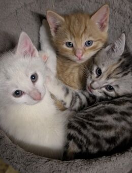 Katzen - Kleve (Nordrhein-Westfalen)