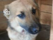 Jana sucht ein nettes Zuhause - Blankenheim (Nordrhein-Westfalen)