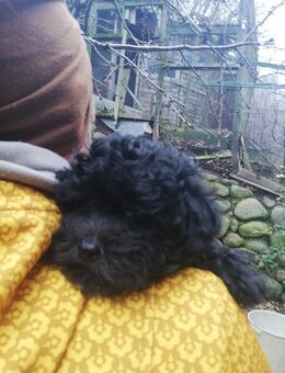 Bolonka - Havanese Mix Welpe Mädchen sucht neues Zuhause - Plau (See)