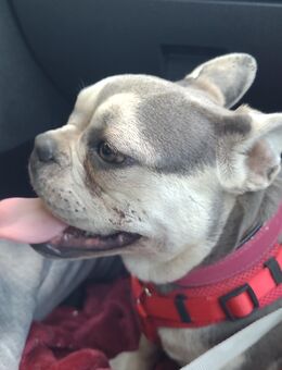 Franz-bulldog jungrüde mit Nase sucht - Rehna Zentrum