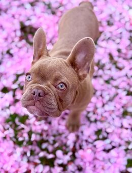 Französische Bulldogge in Isabella 💕 - Sprockhövel