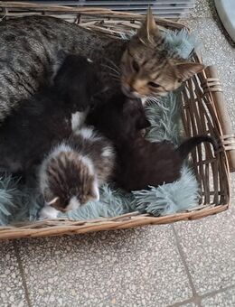 Katzenkitten ab Dezember - Mainhardt