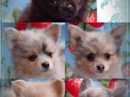 Traumhaft schöne Pomchi Welpen Pomeranian - Chihuahua - Borken (Hessen)