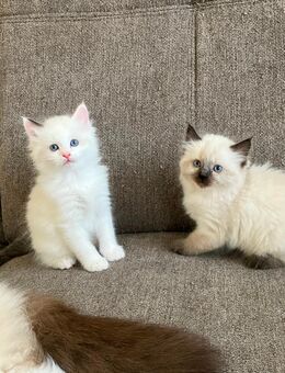 Kitten Heilige Birma x Ragdoll (Vater ist Champion) - Möckern (Sachsen-Anhalt)