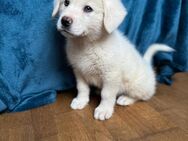 Akita Inu Mix Welpen - Tiste