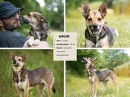 MAURI-die kleine Frohnatur mit großem Herz sucht ihr Glück - Hückelhoven