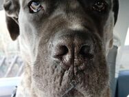 Cane Corso Rüde 1Jahr - Oberhausen