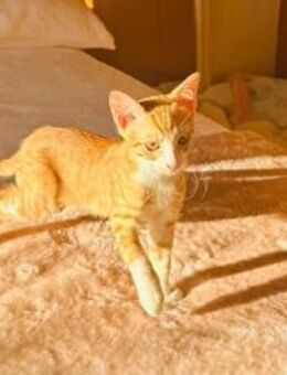 Otto 🐾 steckt sein Näschen überall rein - Kirchheim (München)
