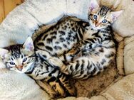 Zuckersüße, reinrassige Bengalen Kitten. Die Zimmer-Leoparden. Ausgezeichneter Stammbaum. - Freital