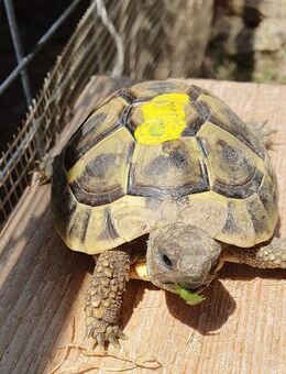 Griechische Landschildkröten NZ 2022 - Freilassing