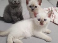 BKH Kitten Grau/Blau und Weiß weiblich männlich WT 25 Mai - Hamburg
