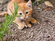 3 süße Katzenbaby suchen ein liebevolles Zuhause - Freudenburg