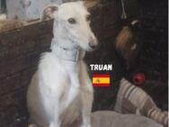 Truan - Heppenheim (Bergstraße)