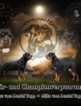 Rottweiler welpen - Großenkneten