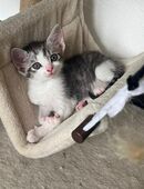 Kitten aus liebevoller Hand abzugeben in 48465