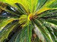 SAMEN Palmfarn Cycas Revoluta -Sagopalme- in 40547