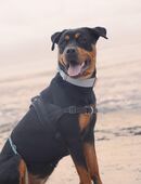 Enny sucht Rotti-Kenner in 26721