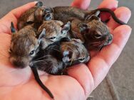 Degus suchen ein neues Zuhause - Sankt Leon-Rot