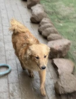 Simba - charmanter Bube sucht Zuhause - Siggelkow