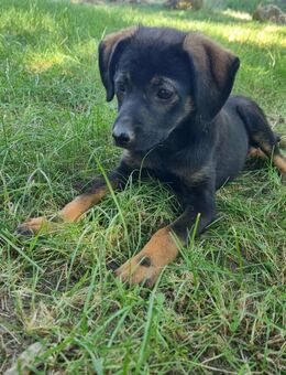 Anhängliche Nera - Tholey