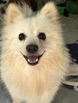 Hugo kleiner Spitz sucht warmes Herz - Chemnitz