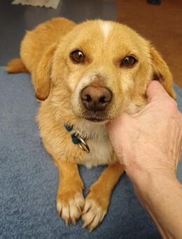 die liebe Thila sucht ihre Menschen - Kreuth