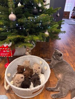 BKH kitten - Büdingen