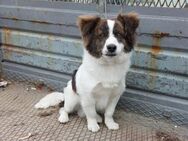 Benji - ist total verschmust - Willich