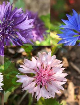 Bunte Kornblumen Samen SWR Treffpunkt Kornblume blau weiss rot lila Biene Hummel Blumen Pflanzen Garten Beet Blumenbeet Blumenwiese Wiese Blumen Feld Blumen Garten Hochbeet Topf gärtnern Balkonblumen Vatertag Pflanze Honig Samen Biene Bio Samen - Pfedelbach