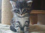 Norwegische Waldkatzen Kitten - Kalefeld