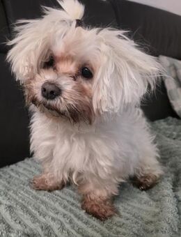 MARCO IST EIN KLEINER FRECHDACHS - Mönchengladbach