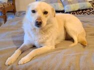 Luna - Seehund an Land - Treia
