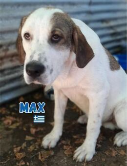 Max - verschmust und kuschelbedürftig - Heppenheim (Bergstraße)