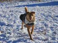 ARNE - geb. ca. 06/2020 - Shar Pei Mix - Eibenstock