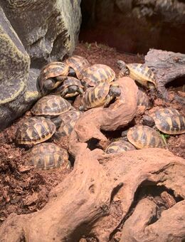 Griechische Landschildkröten - Testudo hermanni - in liebevolle Hände zu verkaufen, Nachzucht aus Juli 2024 - Wiesbaden Kastel