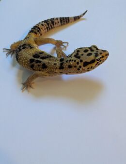 Leopardgecko Banded Tangerine 1.0 - Rostock