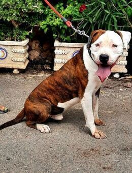 FÜNF- klasse KUMPEL - suchen ein Zuhause - Kempen