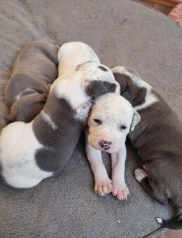 American Bully . Staffordshiere . OEB Welpen - Torgelow