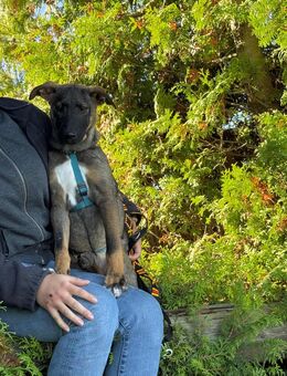 Unsere Tracy 4 Mionate alt, Schäferhundmischling , ca 40 cm groß ,sucht ein Zuhause - Hohe Börde