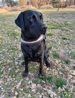 Loona sucht ein neues zu Hause - Luckenwalde