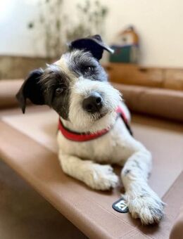Süße Daisy sucht ihr eigenes Körbchen - Dittelbrunn