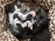Katzen Baby Kitten - Bad Salzungen