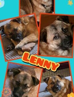 lieber Lenny auf Pflegestelle - Nürnberg