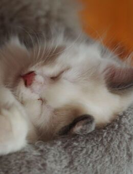 Süße Kätzchen suchen ein liebevolles Zuhause - Elmenhorst (Landkreis Herzogtum Lauenburg)